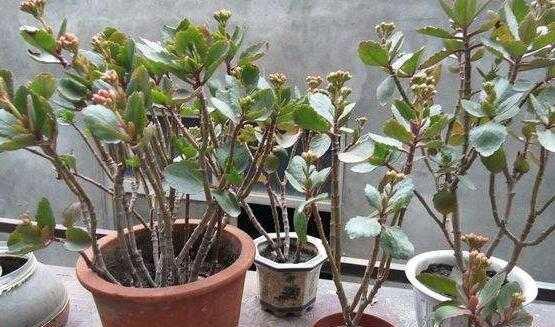 山茶花的繁殖方法与注意事项（从栽培到繁殖）