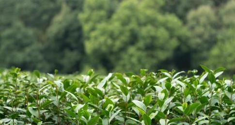 茶树花期——揭秘茶园间的春色