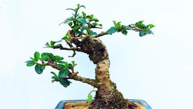 茶树盆栽修剪指南（打造健康茶树）