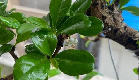 茶树盆栽修剪指南（打造健康茶树）