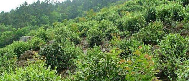 茶树籽种植全指南（了解茶树籽的种植方法与管理）