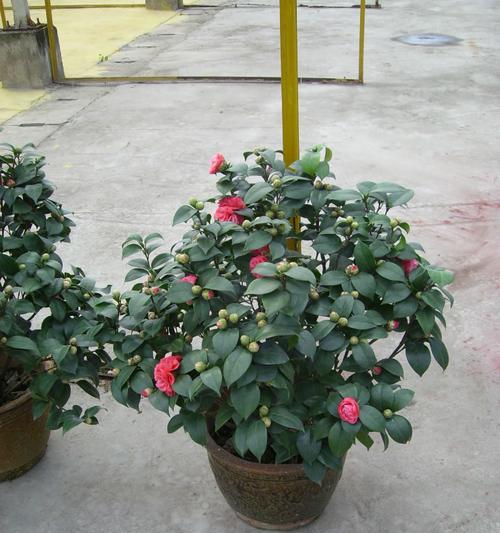 茶叶不仅可以泡出清香，还能种出美丽花卉（茶花开遍山岗）