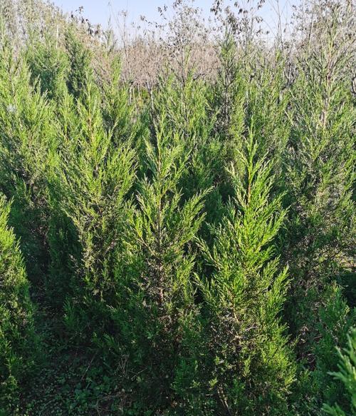 常绿灌木植物之——柴树（柴树的生态特点）