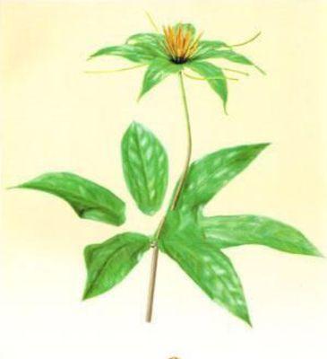 以巴西美人铁的花语与寓意（探究巴西美人铁的花语）