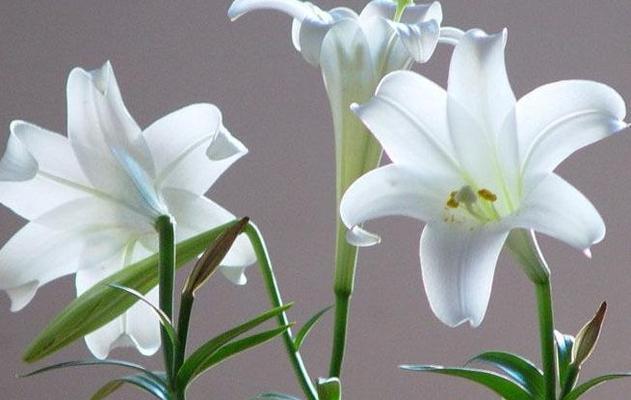 白百合的花语（纯洁）