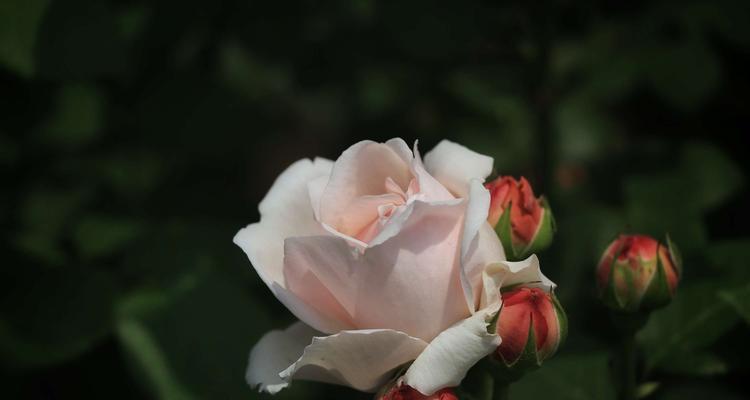 白色月季花的象征意义与花语（探寻白色月季花所代表的纯洁与祝福）