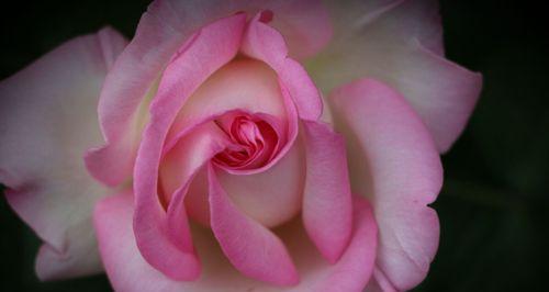白色月季花的象征意义与花语（探寻白色月季花所代表的纯洁与祝福）