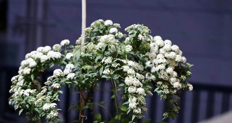 菱叶绣线菊的花语与美丽祝福（探索菱叶绣线菊的花语）