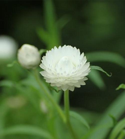 探寻麦秆菊的花语之美（揭示麦秆菊花的深层含义与象征）