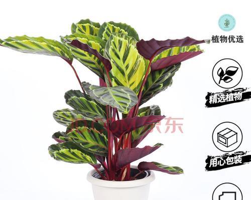 猫眼竹芋花语解读（揭开猫眼竹芋背后的花言蜜语）
