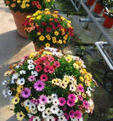 南非万寿菊的花语（揭示万寿菊的花语意义及文化背景）