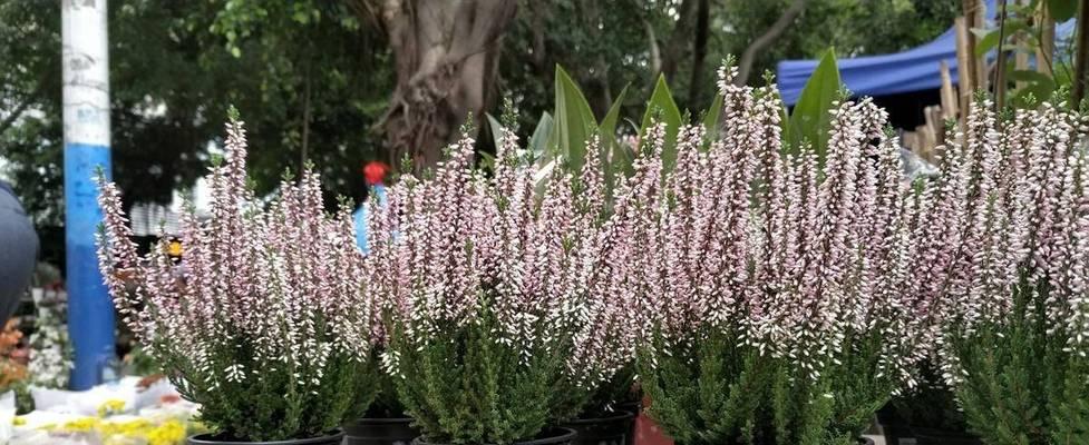以欧石楠的花语是什么（探秘欧石楠的深刻含义）