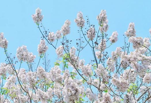 泡桐花的花语-寓意与传说（泡桐花的美丽与神秘）