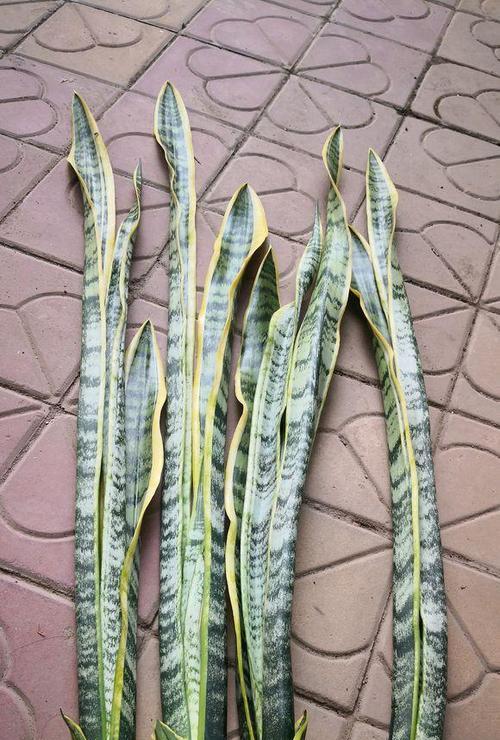 虎皮兰烂叶子怎么办？如何有效预防和处理？