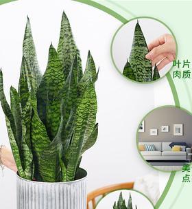 虎皮兰真的能吸收甲醛吗？有效净化空气的真相是什么？