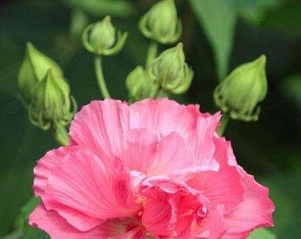 表示安慰的花花语是什么？如何选择代表安慰的花？