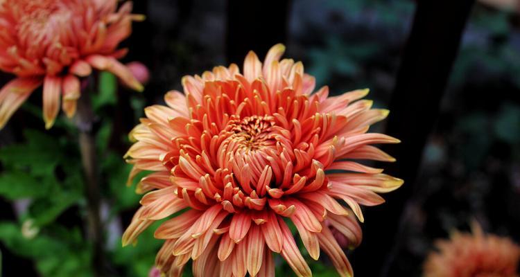 表示暗恋的花花语是什么？暗恋的花有哪些含义？