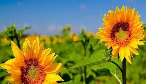 表示暗恋的花花语是什么？暗恋的花有哪些含义？