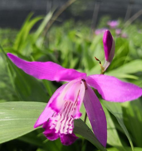 表示忏悔的花花语是什么？如何用花表达忏悔？