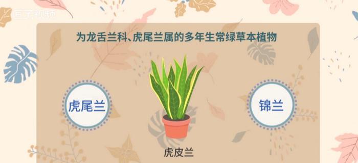 虎皮兰扦插的最佳时间是什么时候？具体操作步骤有哪些？