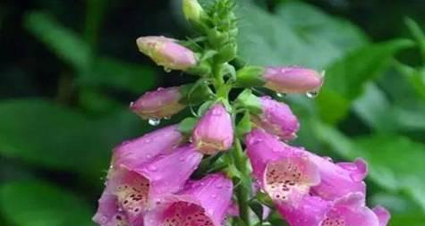表示诚实的花花语是什么？诚实的花有哪些特点？