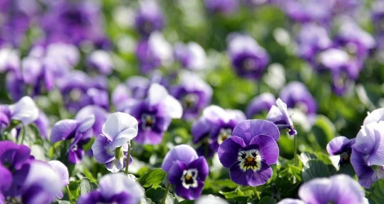 表示诚实的花花语是什么？诚实的花有哪些特点？