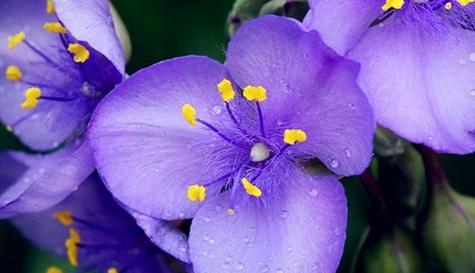 表示诚实的花花语是什么？诚实的花有哪些特点？
