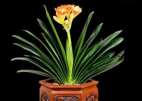 表示诚信的花花语是什么？诚信的花有哪些特点？