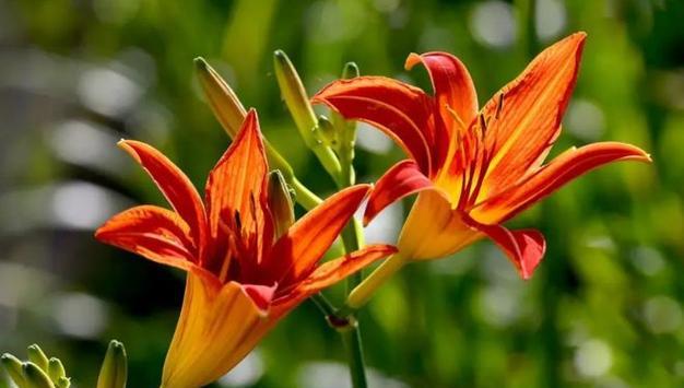表示诚信的花花语是什么？诚信的花有哪些特点？