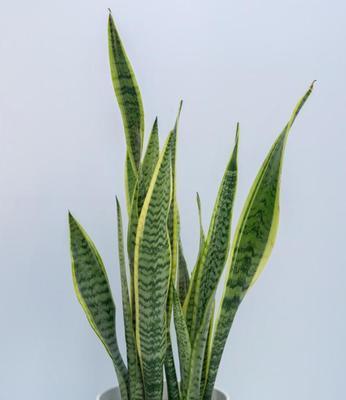 虎皮兰珍贵品种有哪些？如何鉴别其价值？