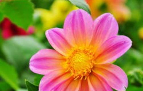 表示憧憬的花花语是什么？憧憬的花有哪些含义和用途？