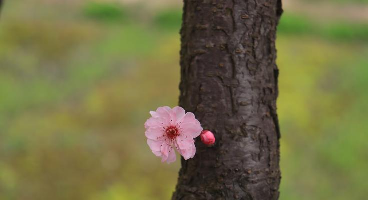 表示惆怅的花花语是什么？惆怅的花有哪些特点？