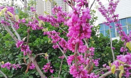 表示惆怅的花花语是什么？惆怅的花有哪些特点？