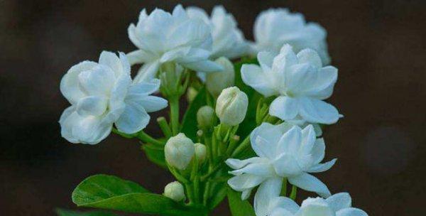 表示纯洁的花花语是什么？如何用花表达纯洁的情感？
