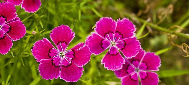 单相思的花有哪些？它们的花语是什么意思？