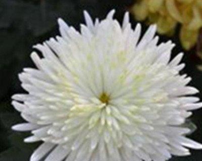 表示悼念的花花语是什么？如何正确选择悼念用花？