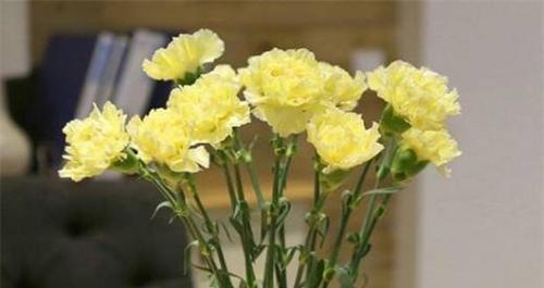 表示道歉的花花语是什么？如何选择合适的道歉花束？