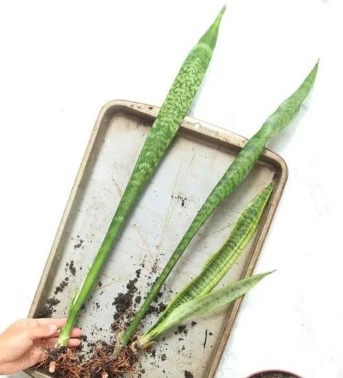 虎皮兰扦插的最佳时机是什么时候？步骤和注意事项有哪些？
