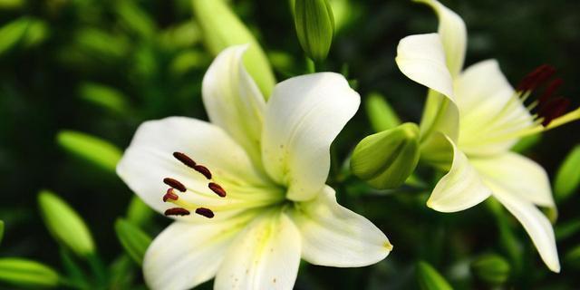 表示道歉的花花语是什么？如何选择合适的道歉花束？