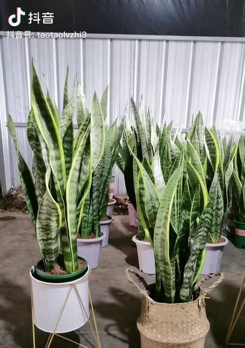 虎皮兰的生长环境条件是什么？它有哪些独特特点？