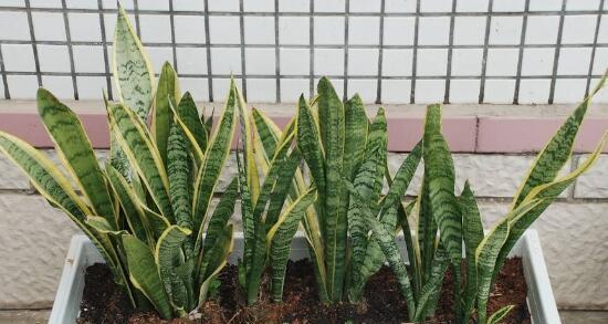 虎皮兰的生长环境条件是什么？它有哪些独特特点？