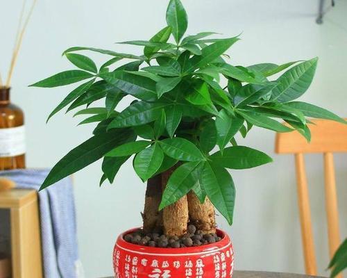 表示发财的花花语是发财的花？如何正确理解其含义？