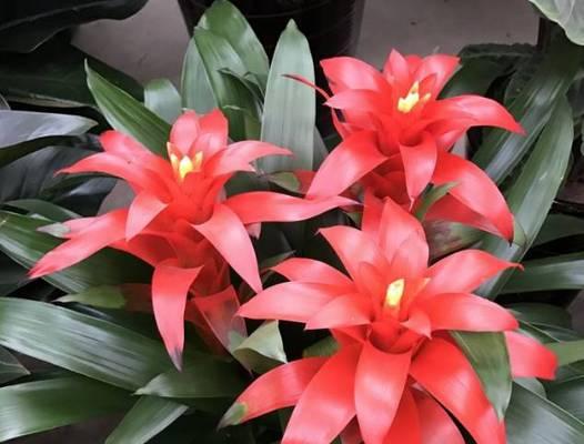表示发财的花花语是发财的花？如何正确理解其含义？