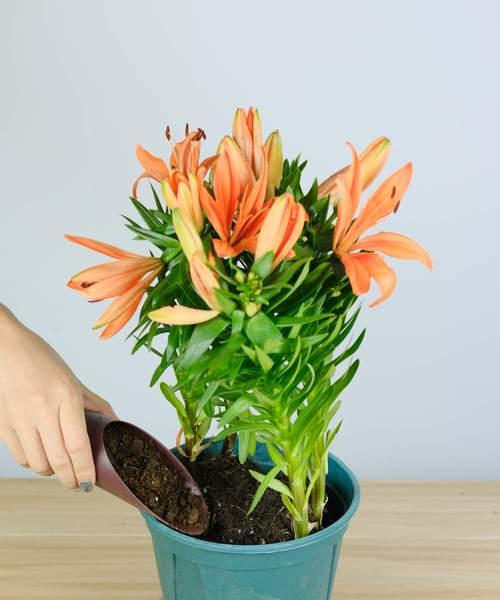 表示父爱的花花语是什么？父爱的花有哪些种类？