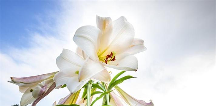 表示父爱的花花语是什么？父爱的花有哪些种类？