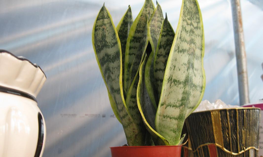 虎皮兰属于多肉植物吗？养护虎皮兰需要注意什么？