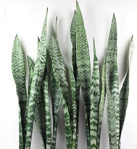 虎皮兰是什么植物？如何正确养护虎皮兰？