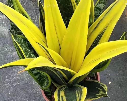 虎皮兰是什么植物？如何正确养护虎皮兰？