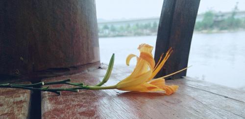 表示孤独的花花语是什么？为什么被称为孤独的花？