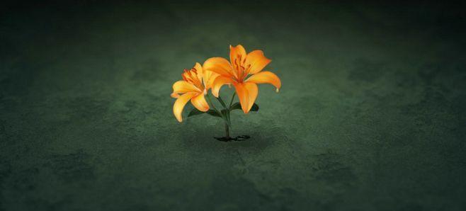 表示孤独的花花语是什么？为什么被称为孤独的花？